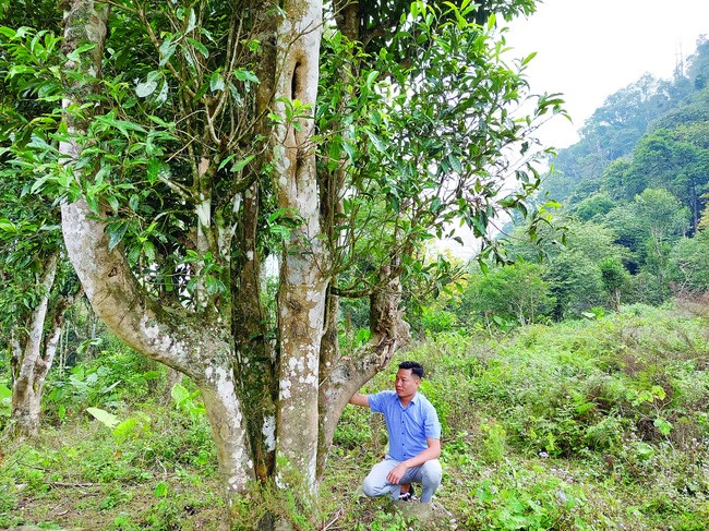 Bảo tồn giống chè Shan tuyết cổ thụ ở Vườn Quốc gia Xuân Sơn